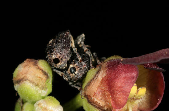 Image of Figwort weevil