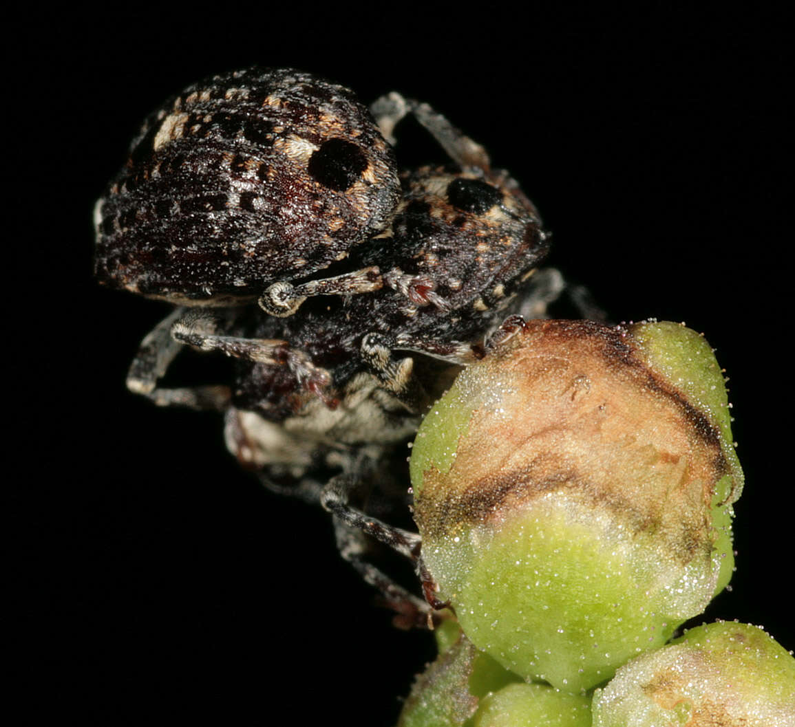 Image of Figwort weevil