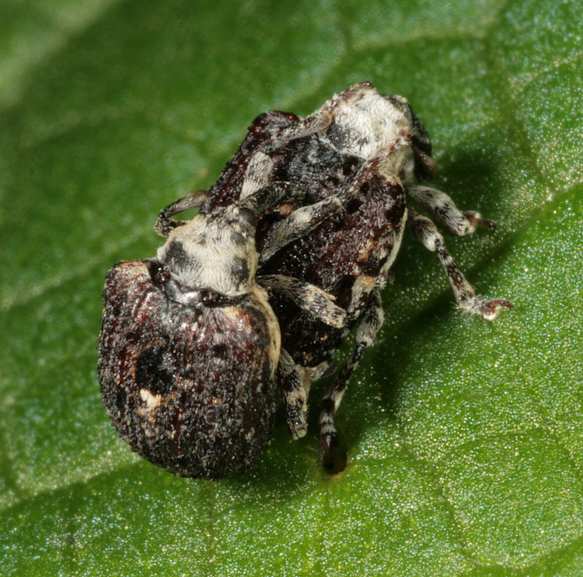 Image of Figwort weevil