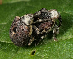 Image of Figwort weevil