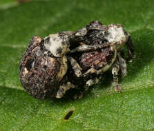 Image of Figwort weevil