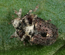 Image of Figwort weevil