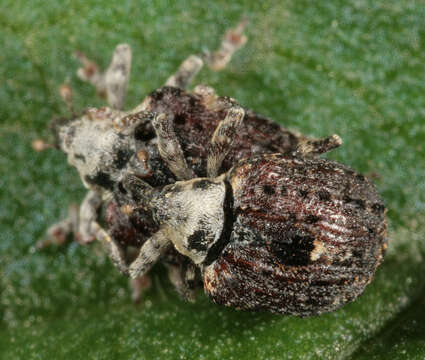 Image of Figwort weevil