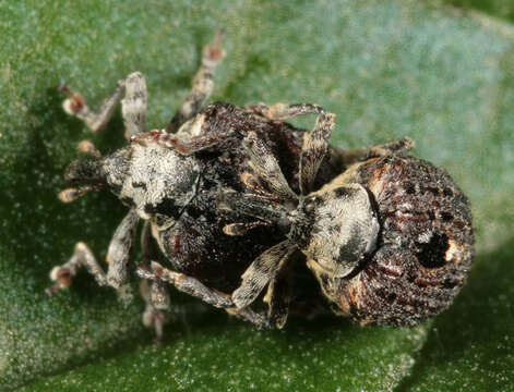 Image of Figwort weevil