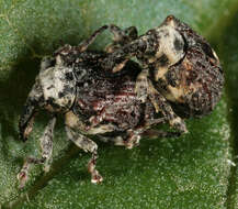 Image of Figwort weevil