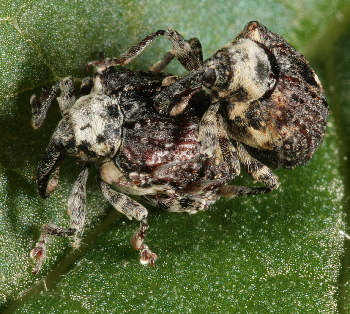 Image of Figwort weevil