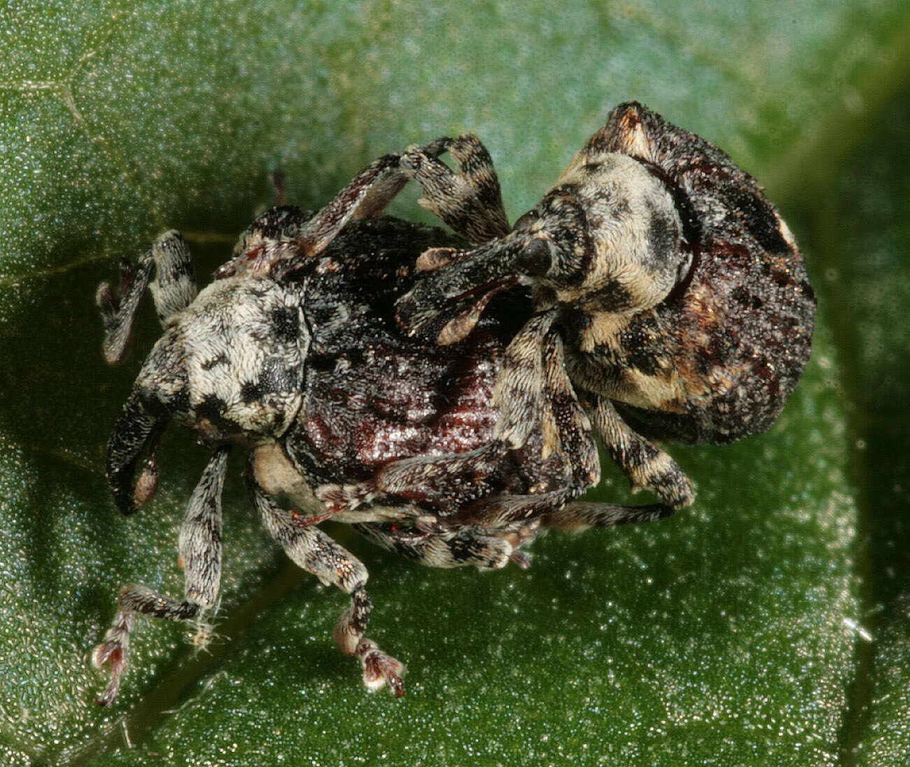 Image of Figwort weevil