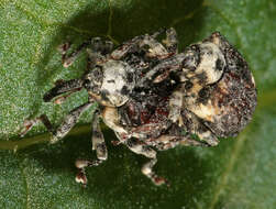 Image of Figwort weevil