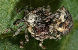 Image of Figwort weevil