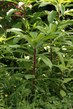 Image of pine echium