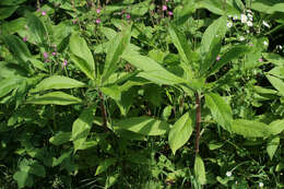 Imagem de Echium pininana Webb & Berth.