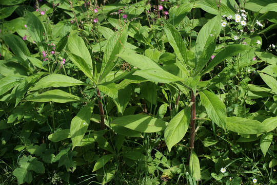 Imagem de Echium pininana Webb & Berth.