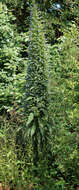 Imagem de Echium pininana Webb & Berth.