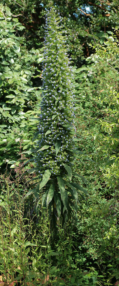 Imagem de Echium pininana Webb & Berth.