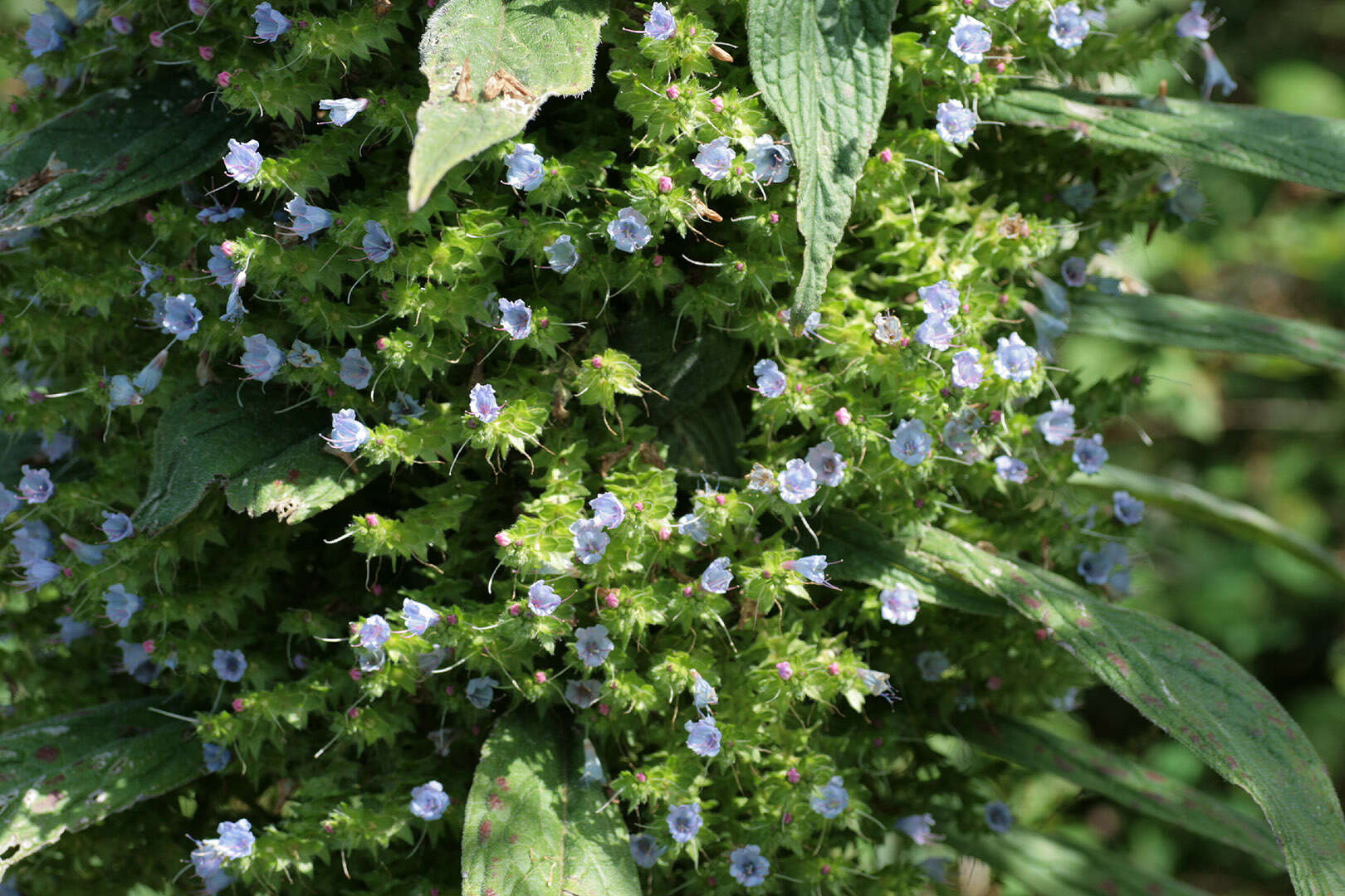 Imagem de Echium pininana Webb & Berth.