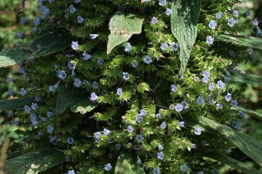 Imagem de Echium pininana Webb & Berth.