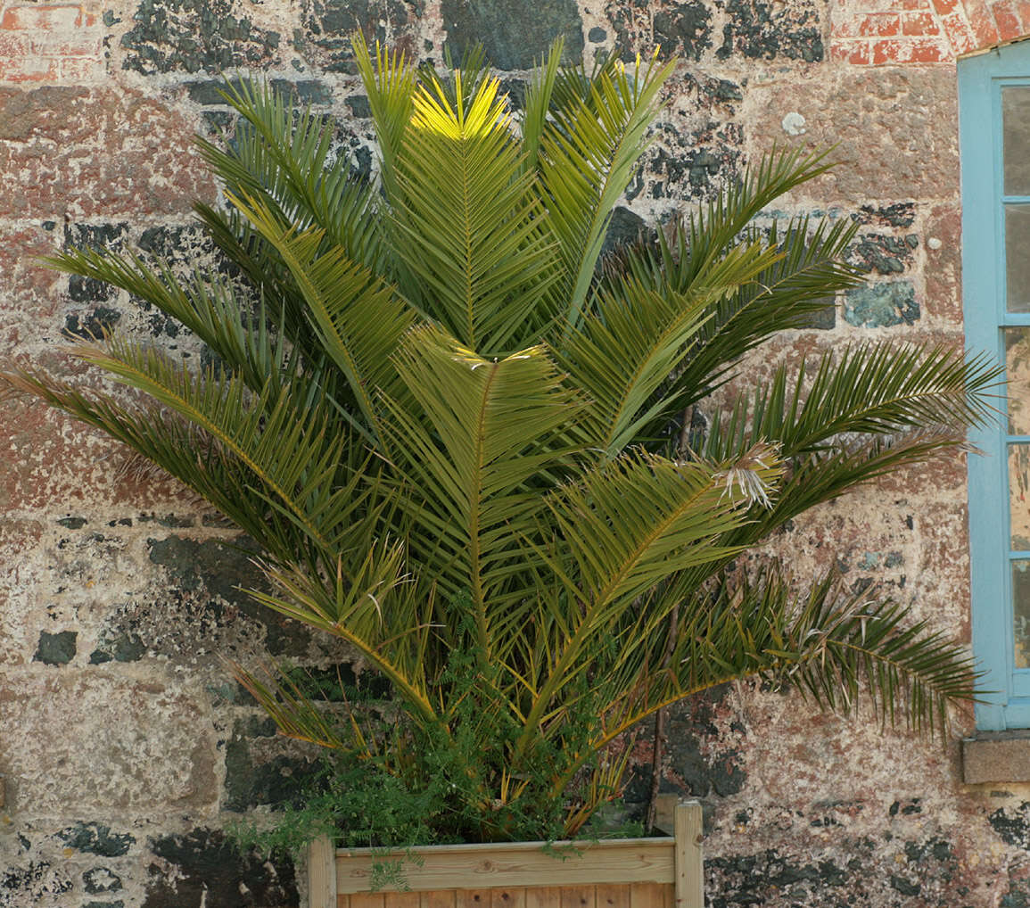 Image of Canary Island date palm