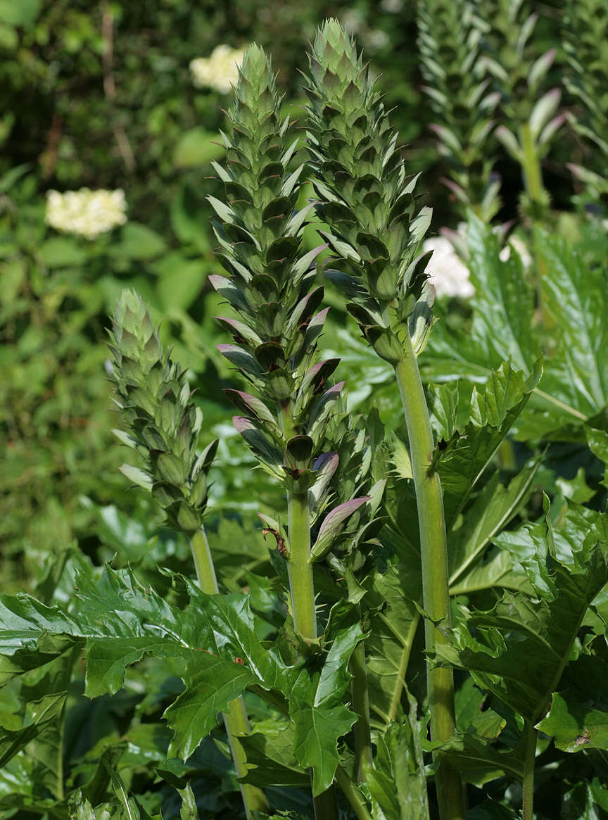 Image of Bear's Breeches