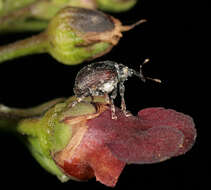 Image of Figwort weevil