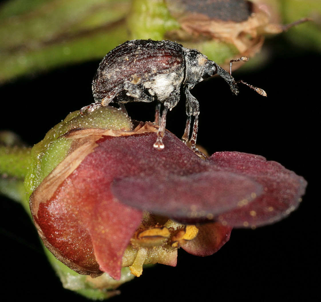 Image of Figwort weevil