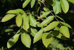 Image of Common walnut