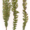 Image of Puccinia cnici-oleracei Pers. 1823