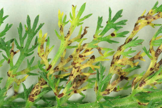 Image of Puccinia cnici-oleracei Pers. 1823