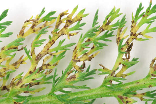 Image of Puccinia cnici-oleracei Pers. 1823