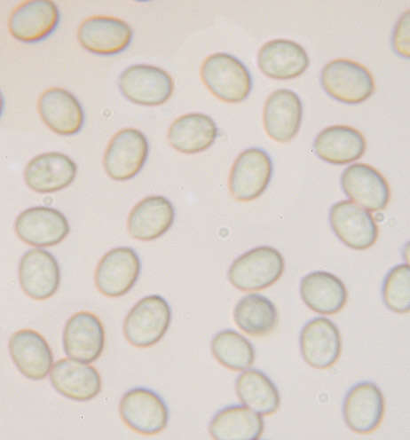 Image of Gyrophanopsis polonensis (Bres.) Stalpers & P. K. Buchanan 1991