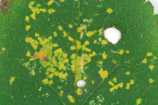 Image of Tranzschelia discolor (Fuckel) Tranzschel & M. A. Litv. 1939