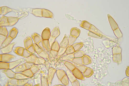 Image of Puccinia cnici-oleracei Pers. 1823