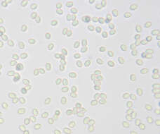 Image of Gyrophanopsis polonensis (Bres.) Stalpers & P. K. Buchanan 1991