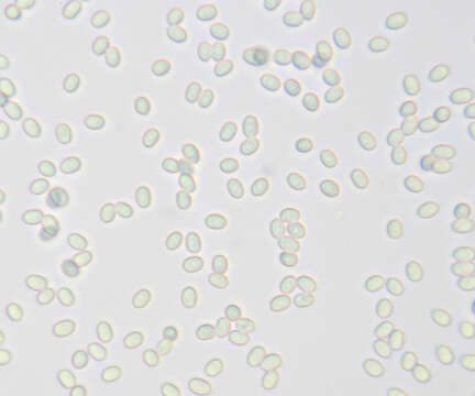 Image of Gyrophanopsis polonensis (Bres.) Stalpers & P. K. Buchanan 1991