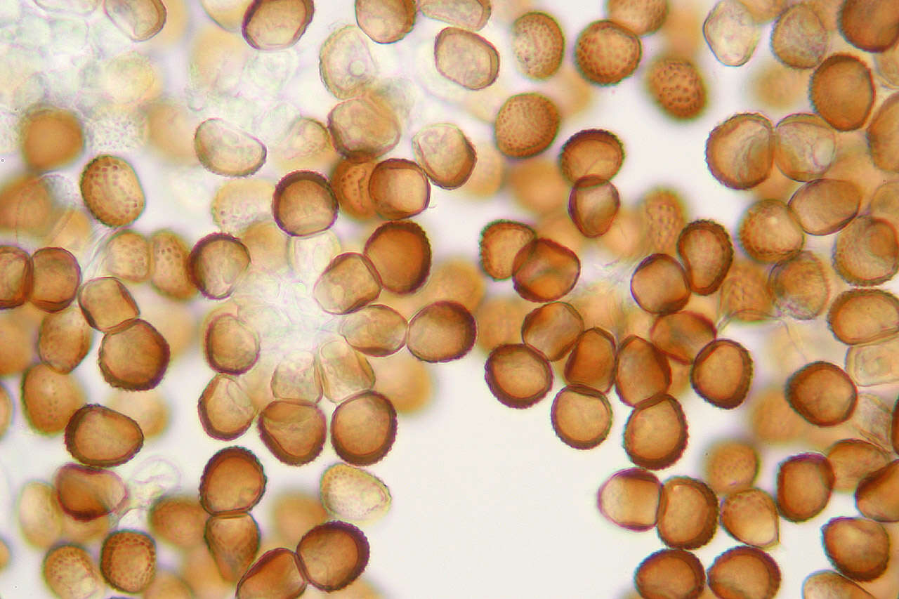 Image of Tranzschelia discolor (Fuckel) Tranzschel & M. A. Litv. 1939