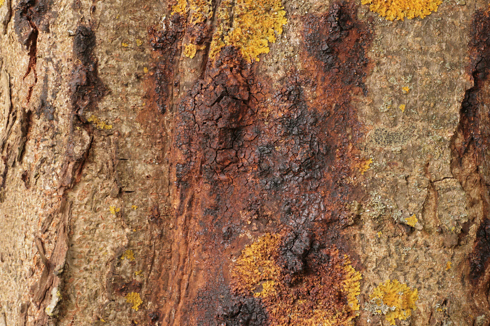 Image of Pseudomonadales