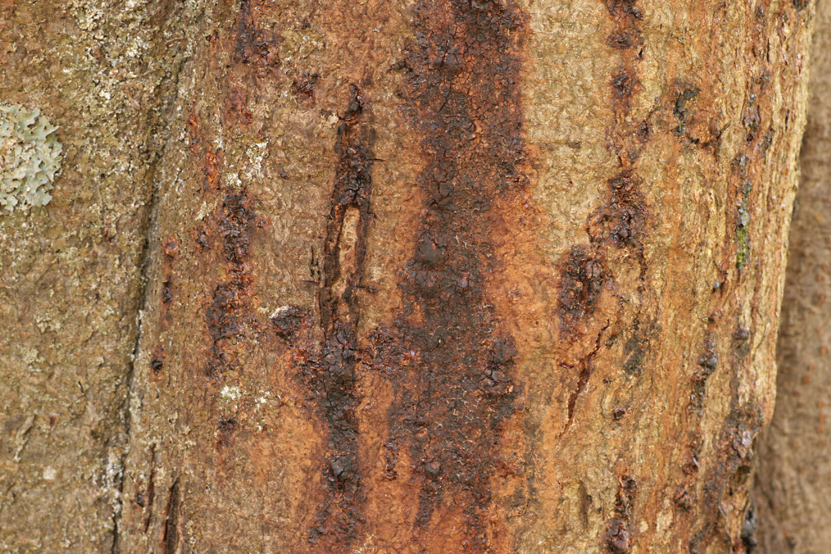 Image of Pseudomonadales