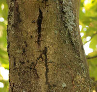 Image of Pseudomonadales