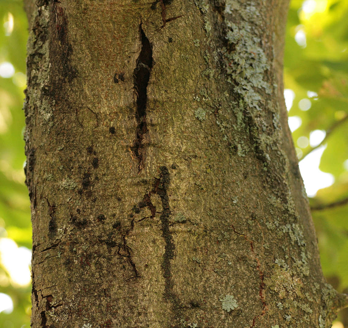 Image of Pseudomonadales