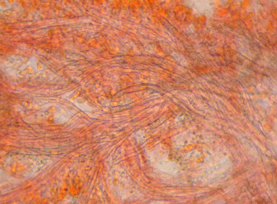 Imagem de Mycoaciella bispora (Stalpers) J. Erikss. & Ryvarden 1978