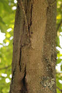 Image of Pseudomonadales