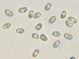 Imagem de Mycoaciella bispora (Stalpers) J. Erikss. & Ryvarden 1978