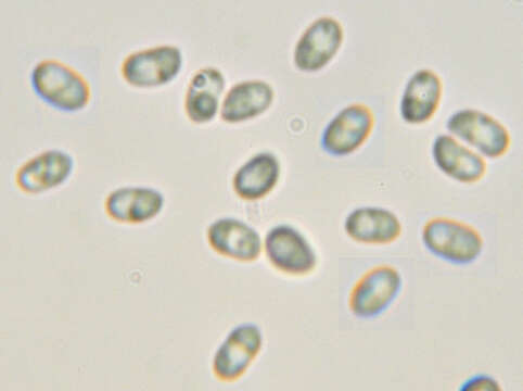 Image of Mycoaciella bispora (Stalpers) J. Erikss. & Ryvarden 1978