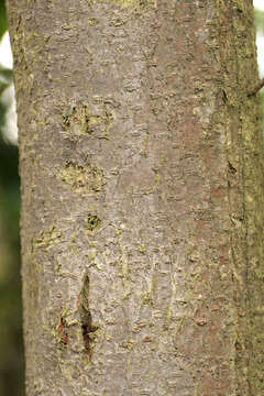 Plancia ëd Prunus domestica subsp. insititia (L.) Bonnier & Layens