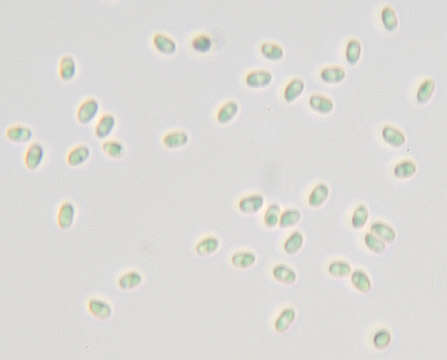 Imagem de Mycoaciella bispora (Stalpers) J. Erikss. & Ryvarden 1978