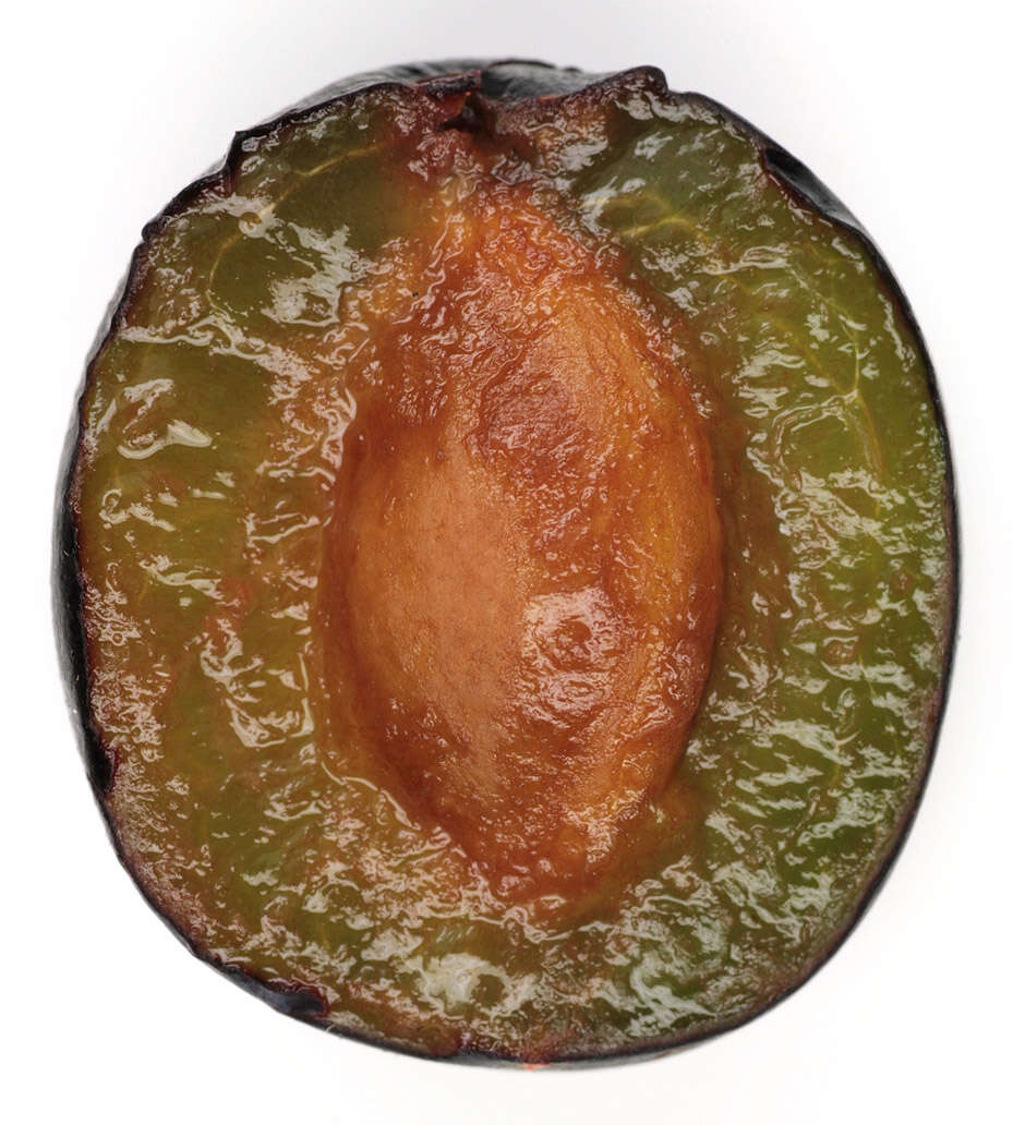 Image of greengage