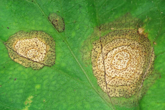 Image de Ramularia lactea (Desm.) Sacc. 1882