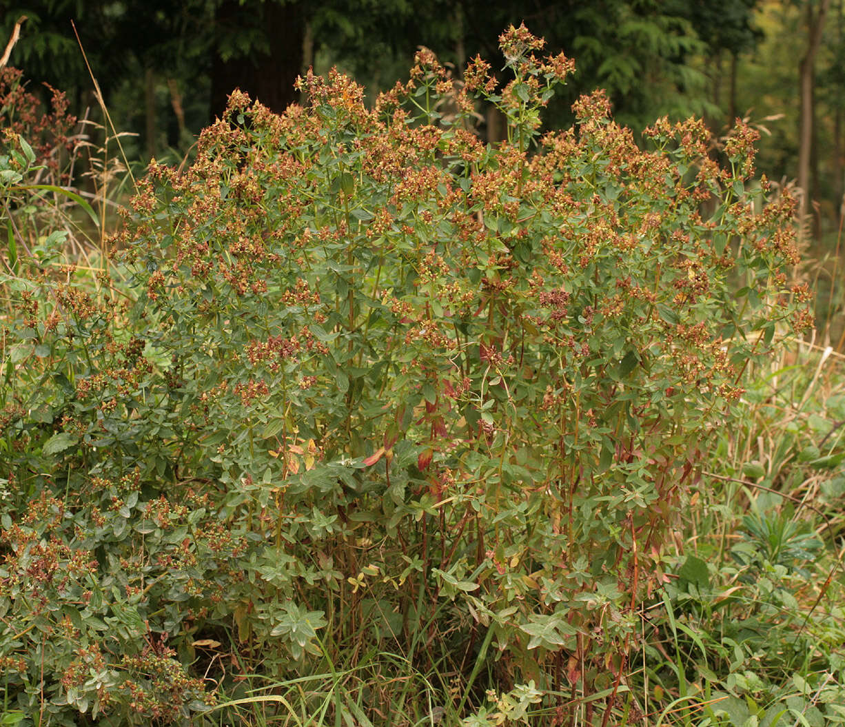 Sivun Hypericum desetangsii subsp. desetangsii Lamotte kuva