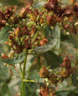 Sivun Hypericum desetangsii subsp. desetangsii Lamotte kuva