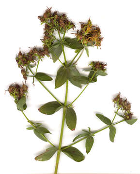 Image of Hypericum desetangsii subsp. desetangsii Lamotte