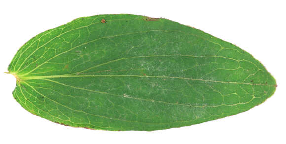 Image of Hypericum desetangsii subsp. desetangsii Lamotte